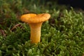 Edible wild mushroom - Chanterelle. Isolated. Royalty Free Stock Photo