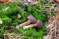 Wild edible bay bolete known as imleria badia or boletus badius