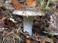The edible wild mushroom Russula Royalty Free Stock Photo
