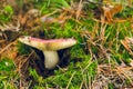 Edible wild russula mushroom on green moss