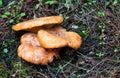 Edible wild saffron milk cap mushrooms growing up in the natural habitat.