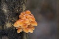 Edible winter mushroom Flammulina velutipes in the floodplain forest. Royalty Free Stock Photo