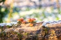 Edible winter mushrooms flammulina velutipes growing on the dead tree trunk covered with snow, natural outdoor seasonal background Royalty Free Stock Photo