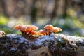Edible winter mushrooms flammulina velutipes growing on the dead tree trunk covered with snow, natural outdoor seasonal background Royalty Free Stock Photo