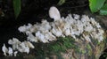 Edible wood fungus grows on rotten wood during the rainy season in the forests of Borneo