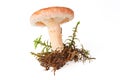 Edible woolly milkcap mushroom Royalty Free Stock Photo