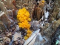 Edible Yellow Fungus Royalty Free Stock Photo