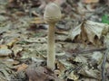 Edible young mushroom - umbrella close-up