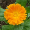 Calendula is medical flower