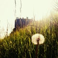 Edinburgh castle at sunset with grass and dandelion