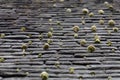 Clumps of moss on a Dean Village rooftop