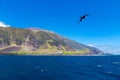 Edinburgh of the Seven Seas, Tristan da Cunha island. 1961Volcano cone. Seagull, cormorant or gannet on foreground. Royalty Free Stock Photo