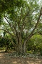 Edison and Ford Winter Estates Park Tree. Fort Myers, Florida. Royalty Free Stock Photo