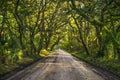 Edisto Island South Carolina Oak Tree Tunnel near Charleston SC Royalty Free Stock Photo