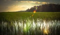 Edisto south carolina plantation marchland wet lands at sunset Royalty Free Stock Photo