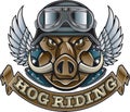 Wild hog driving motorcycle Royalty Free Stock Photo