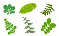 Beautiful leaves collection vector artwork. Royalty Free Stock Photo