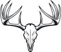 Deer skull of whitetail buck Royalty Free Stock Photo