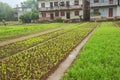 View of allotment gardens