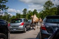 Editorial - July 29, 2014 at Parc Safari, Quebec , Canada on a b Royalty Free Stock Photo