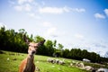 Editorial - July 29, 2014 at Parc Safari, Quebec , Canada on a b Royalty Free Stock Photo