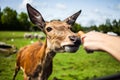 Editorial - July 29, 2014 at Parc Safari, Quebec , Canada on a b Royalty Free Stock Photo