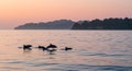 Leaping Dolphins at Sunrise, Teluk Kiluan Bay, Lampung Royalty Free Stock Photo