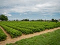 Editorial: 30th May 2019, Nordhouse, France. Independent gathering strawberry in the field. France. Alsace. People come to the