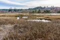Edmonds Marsh In Winter 8 Royalty Free Stock Photo