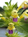 Edmonton hempnettle (Galeopsis speciosa)