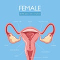 Educate through this beautifully designed uterus anatomy