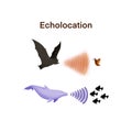 echolocation in bats and dolphins,Dolphins and bats hunt their prey by making high pitched sounds Royalty Free Stock Photo