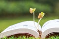 Education Agriculture for learning concept. Young plants seeding growing on textbook, Ideas of new development for business study