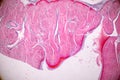 Histological sample Heart muscle Tissue under the microscope. Royalty Free Stock Photo