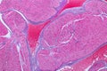 Histological sample Heart muscle Tissue under the microscope. Royalty Free Stock Photo