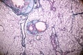 Education anatomy and Histological sample of Human