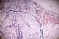 Education anatomy and Histological sample of Human