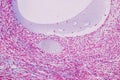 Histological sample Ovary of rabbit Tissue under the microscope. Royalty Free Stock Photo