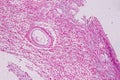Histological sample Ovary of rabbit Tissue under the microscope.