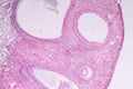 Histological sample Ovary of rabbit Tissue under the microscope. Royalty Free Stock Photo
