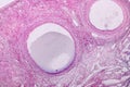 Histological sample Ovary of rabbit Tissue under the microscope. Royalty Free Stock Photo