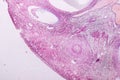 Histological sample Ovary of rabbit Tissue under the microscope. Royalty Free Stock Photo
