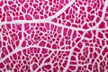 Histological sample Striated muscle Tissue under the microscope.