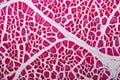 Histological sample Striated muscle Tissue under the microscope.