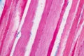 Histological sample Striated Skeletal muscle of mammal Tissue under the microscope. Royalty Free Stock Photo