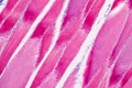 Histological sample Striated Skeletal muscle of mammal Tissue under the microscope. Royalty Free Stock Photo