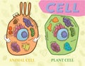 Education chart of biology for animal cell and plant cell diagram