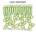 Education Chart of Biology for Cross Section of Leaf Diagram