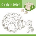 Education coloring page with vegetable. Hand drawn vector illustration of couliflower.