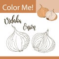 Education coloring page with vegetable. Hand drawn vector illustration of vidalia onion. Royalty Free Stock Photo